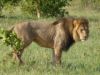 D3 Hwange lion.JPG